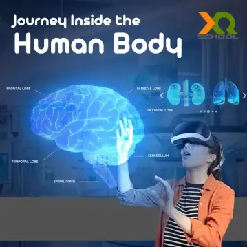human body